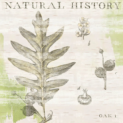 Natural History Oak I by Sue Schlabach. SKU 18703a. Archival Giclee Fine art print for wall decor.