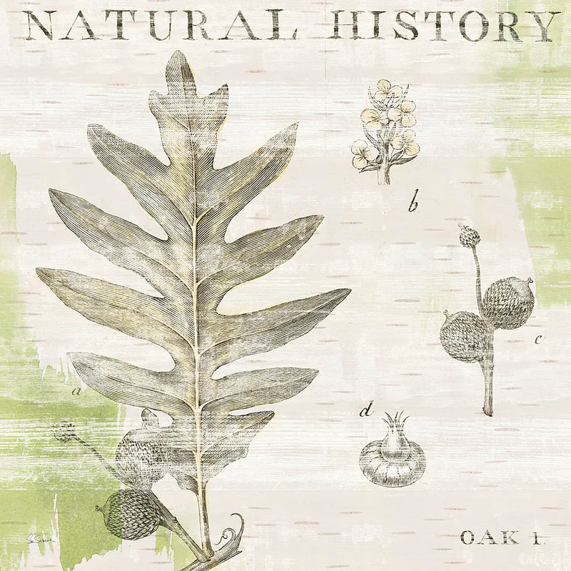 Natural History Oak I by Sue Schlabach. SKU 18703a. Archival Giclee Fine art print for wall decor.