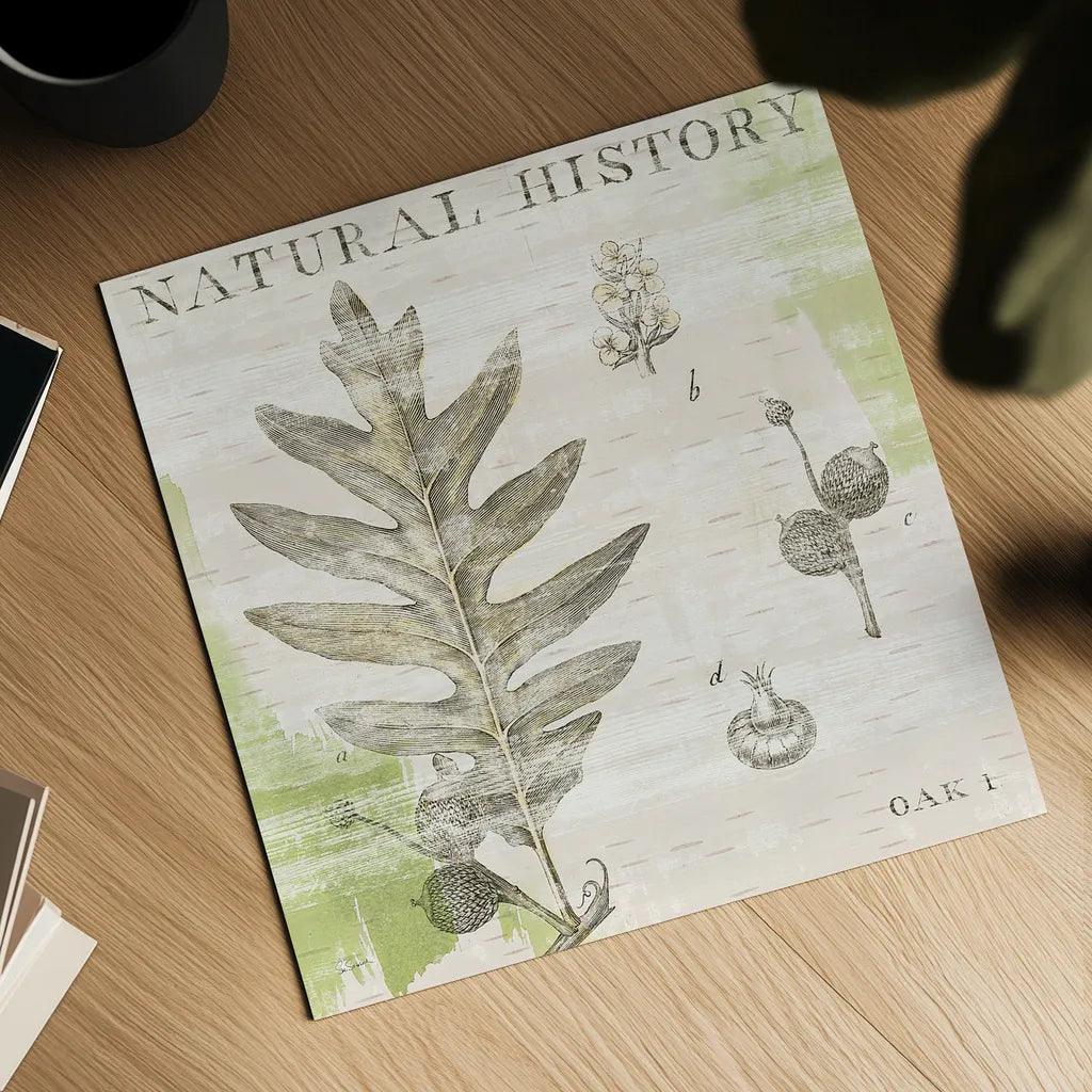 Natural History Oak I by Sue Schlabach. Shown as a detailed flat fine art print, highlighting archival giclee quality. Available as an archival giclee rolled canvas, fine art paper, or poster print. SKU 18703a.