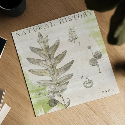 Natural History Oak I by Sue Schlabach. Shown as a detailed flat fine art print, highlighting archival giclee quality. Available as an archival giclee rolled canvas, fine art paper, or poster print. SKU 18703a.