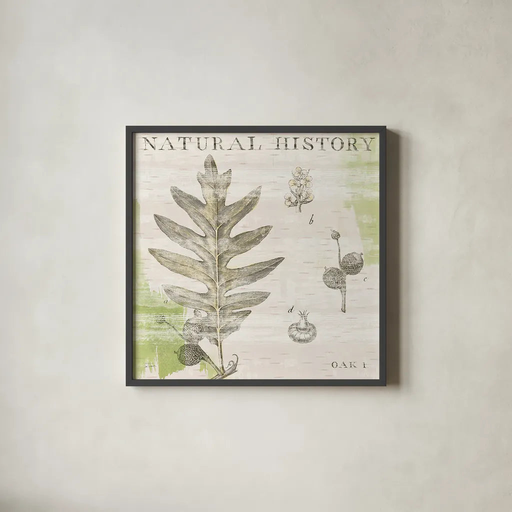Natural History Oak I by Sue Schlabach. Shown in a sleek black glass frame for a contemporary gallery look. Available as an archival giclee rolled canvas, fine art paper, or poster print. SKU 18703a.