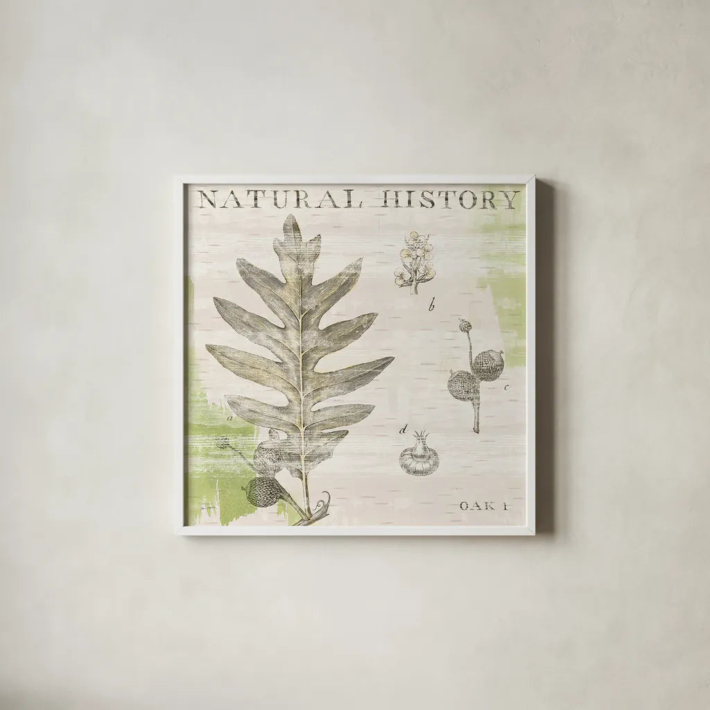 Natural History Oak I by Sue Schlabach. Shown in a crisp white glass frame for a clean and minimalist style. Available as an archival giclee rolled canvas, fine art paper, or poster print. SKU 18703a.