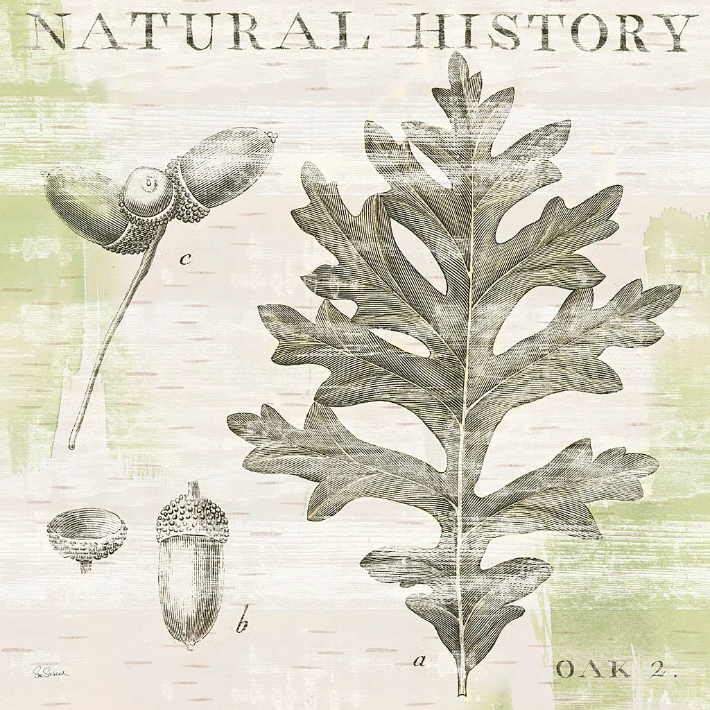 Natural History Oak II by Sue Schlabach. SKU 18704a. Archival Giclee Fine art print for wall decor.