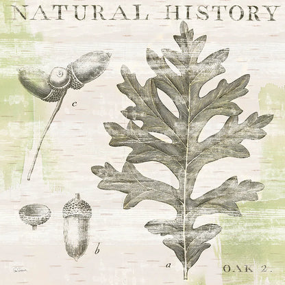 Natural History Oak II by Sue Schlabach. SKU 18704a. Archival Giclee Fine art print for wall decor.