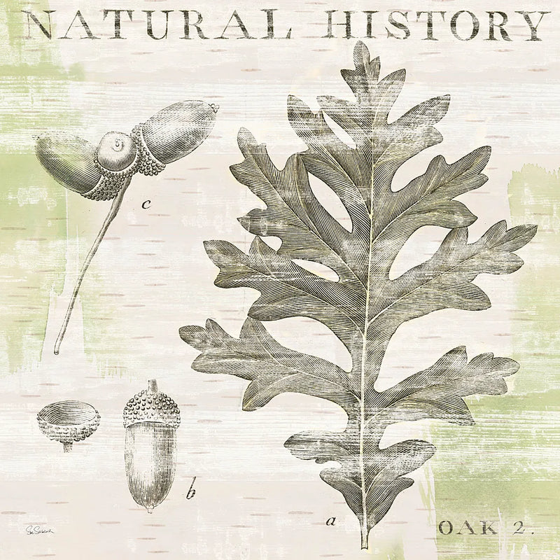 Natural History Oak II by Sue Schlabach. SKU 18704a. Archival Giclee Fine art print for wall decor.