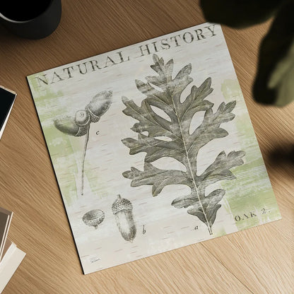 Natural History Oak II by Sue Schlabach. Shown as a detailed flat fine art print, highlighting archival giclee quality. Available as an archival giclee rolled canvas, fine art paper, or poster print. SKU 18704a.
