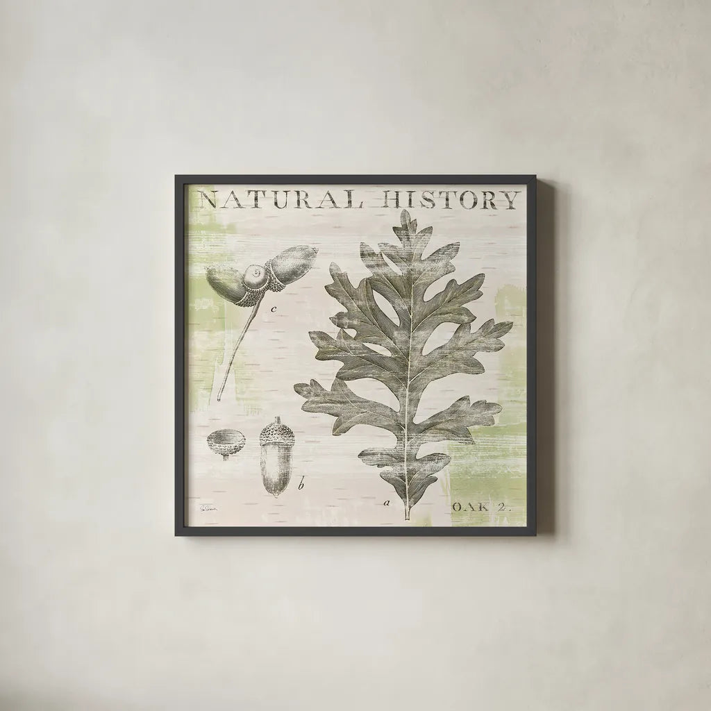 Natural History Oak II by Sue Schlabach. Shown in a sleek black glass frame for a contemporary gallery look. Available as an archival giclee rolled canvas, fine art paper, or poster print. SKU 18704a.