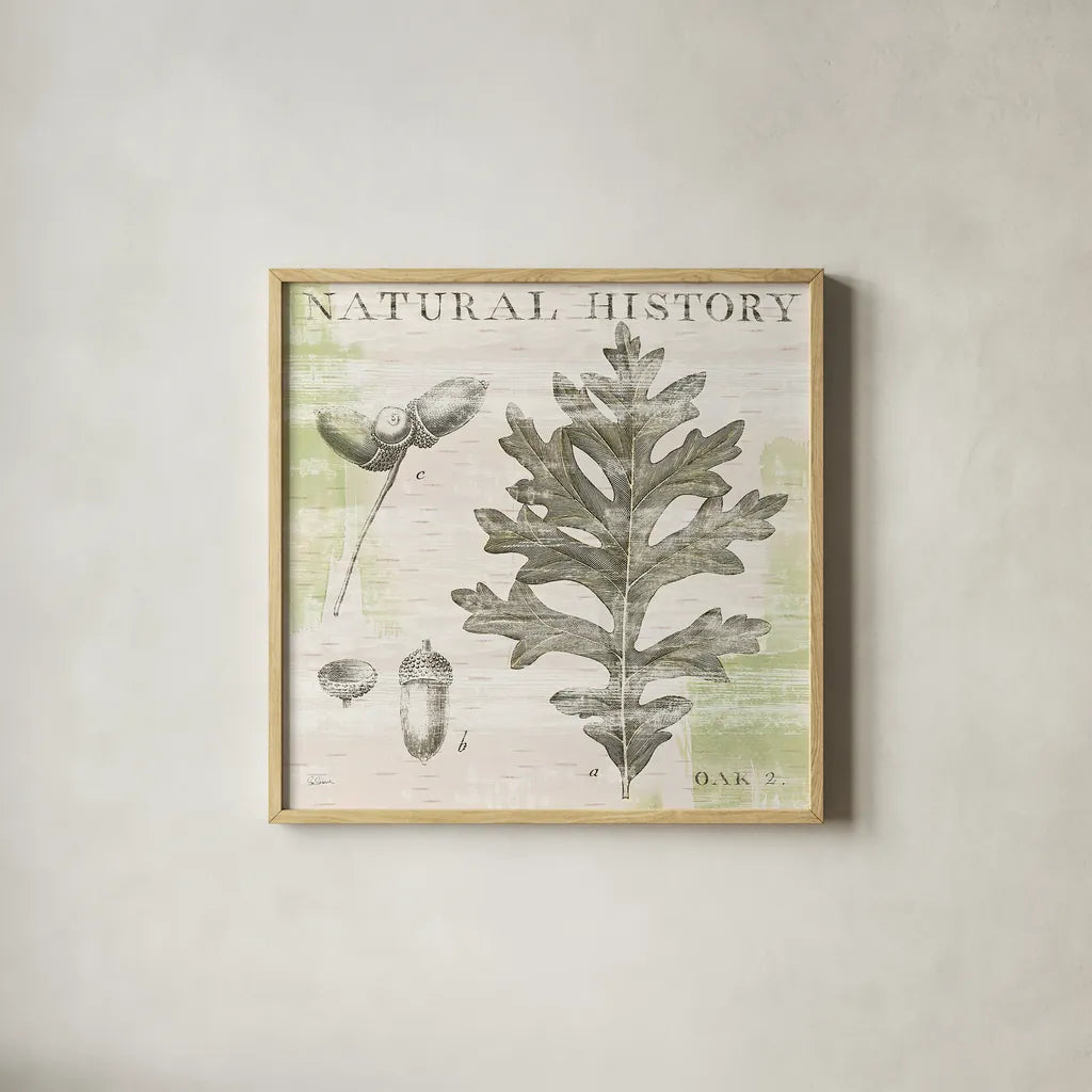 Natural History Oak II by Sue Schlabach. Shown in a natural wood glass frame for a timeless modern aesthetic. Available as an archival giclee rolled canvas, fine art paper, or poster print. SKU 18704a.