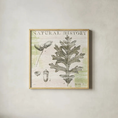 Natural History Oak II by Sue Schlabach. Shown in a natural wood glass frame for a timeless modern aesthetic. Available as an archival giclee rolled canvas, fine art paper, or poster print. SKU 18704a.