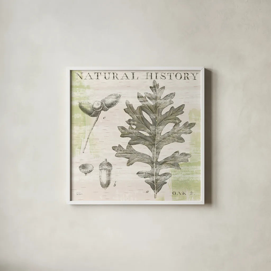 Natural History Oak II by Sue Schlabach. Shown in a crisp white glass frame for a clean and minimalist style. Available as an archival giclee rolled canvas, fine art paper, or poster print. SKU 18704a.