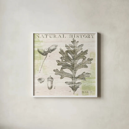 Natural History Oak II by Sue Schlabach. Shown in a crisp white glass frame for a clean and minimalist style. Available as an archival giclee rolled canvas, fine art paper, or poster print. SKU 18704a.