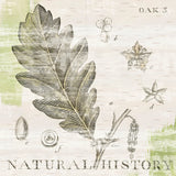 Natural History Oak III by Sue Schlabach. SKU 18705a. Archival Giclee Fine art print for wall decor.