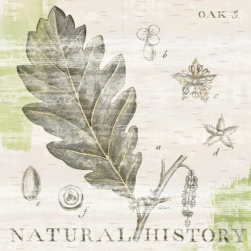 Natural History Oak III by Sue Schlabach. SKU 18705a. Archival Giclee Fine art print for wall decor.