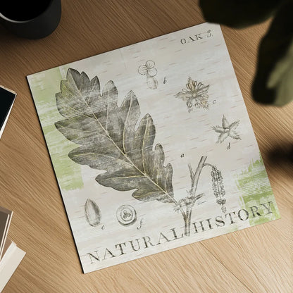 Natural History Oak III by Sue Schlabach. Shown as a detailed flat fine art print, highlighting archival giclee quality. Available as an archival giclee rolled canvas, fine art paper, or poster print. SKU 18705a.