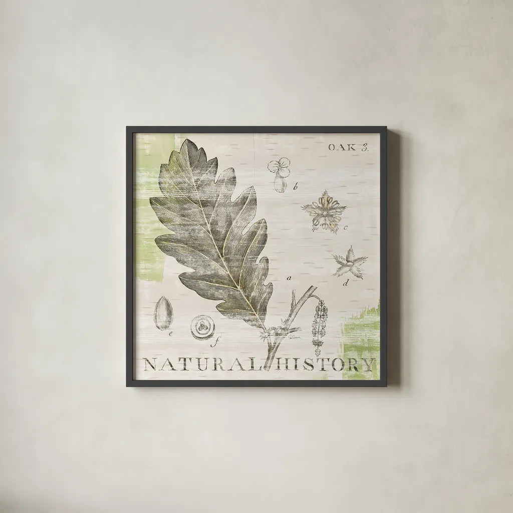 Natural History Oak III by Sue Schlabach. Shown in a sleek black glass frame for a contemporary gallery look. Available as an archival giclee rolled canvas, fine art paper, or poster print. SKU 18705a.