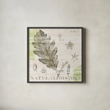 Natural History Oak III by Sue Schlabach. Shown in a sleek black glass frame for a contemporary gallery look. Available as an archival giclee rolled canvas, fine art paper, or poster print. SKU 18705a.