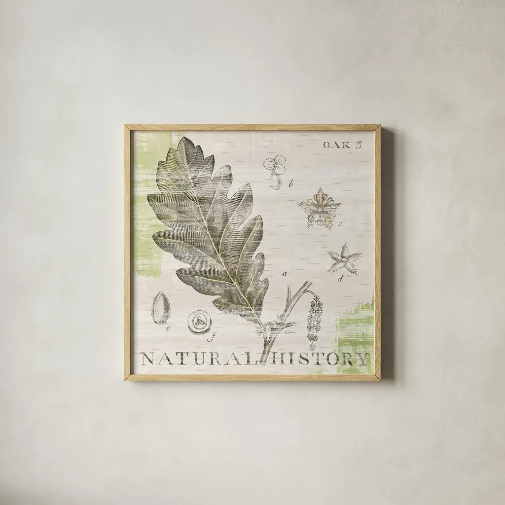 Natural History Oak III by Sue Schlabach. Shown in a natural wood glass frame for a timeless modern aesthetic. Available as an archival giclee rolled canvas, fine art paper, or poster print. SKU 18705a.