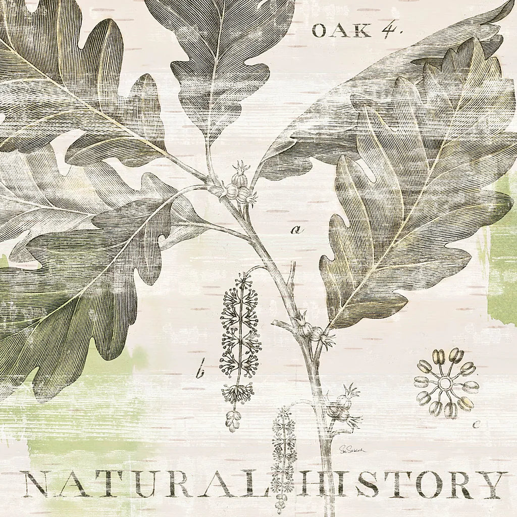 Natural History Oak IV by Sue Schlabach. SKU 18706a. Archival Giclee Fine art print for wall decor.