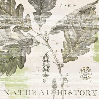 Natural History Oak IV by Sue Schlabach. SKU 18706a. Archival Giclee Fine art print for wall decor.