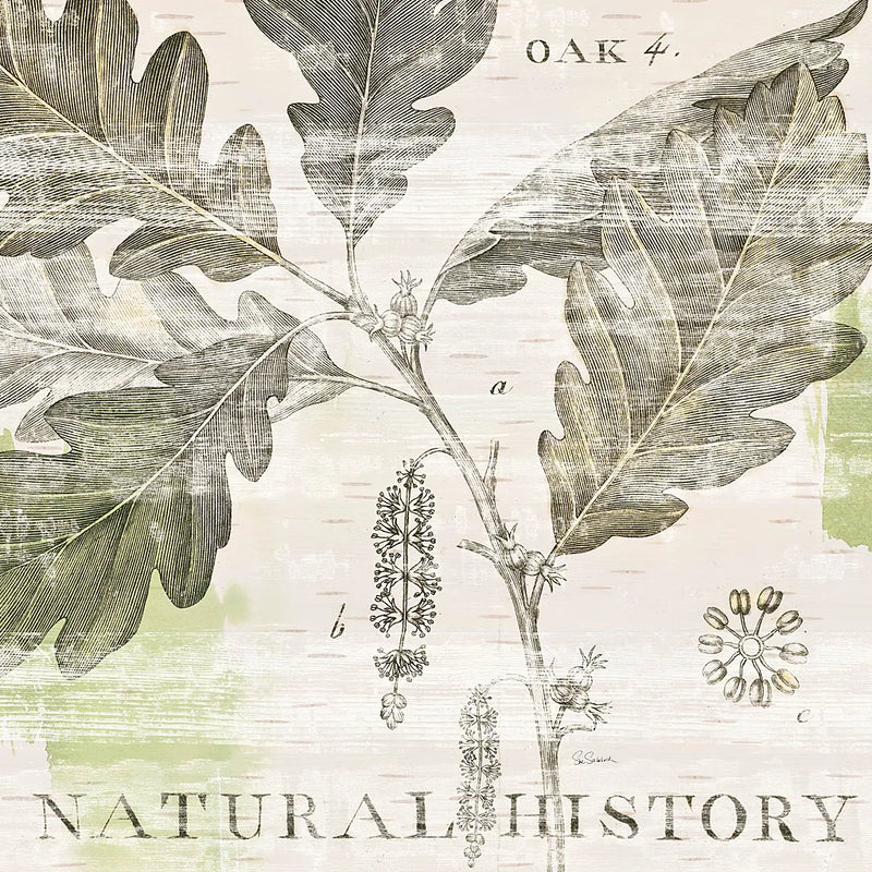 Natural History Oak IV by Sue Schlabach. SKU 18706a. Archival Giclee Fine art print for wall decor.