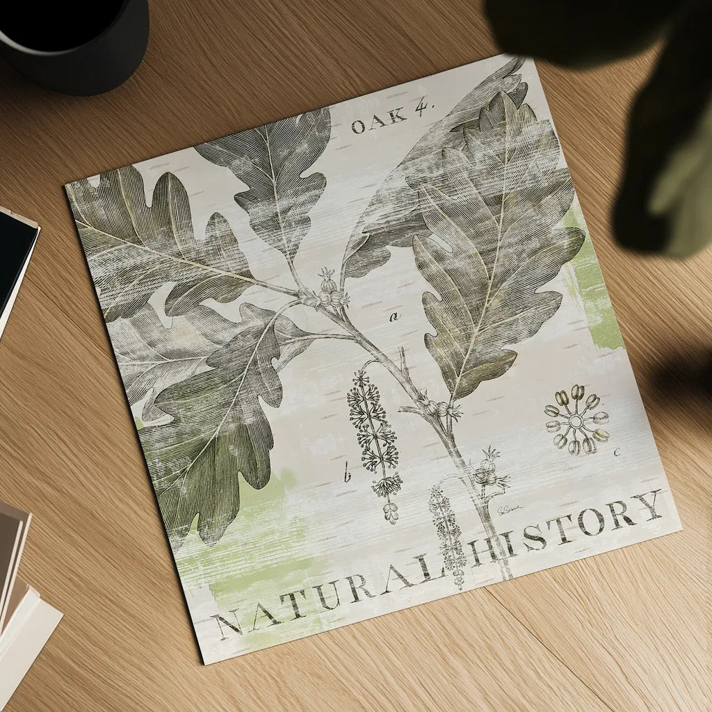 Natural History Oak IV by Sue Schlabach. Shown as a detailed flat fine art print, highlighting archival giclee quality. Available as an archival giclee rolled canvas, fine art paper, or poster print. SKU 18706a.