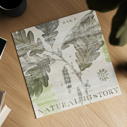 Natural History Oak IV by Sue Schlabach. Shown as a detailed flat fine art print, highlighting archival giclee quality. Available as an archival giclee rolled canvas, fine art paper, or poster print. SKU 18706a.