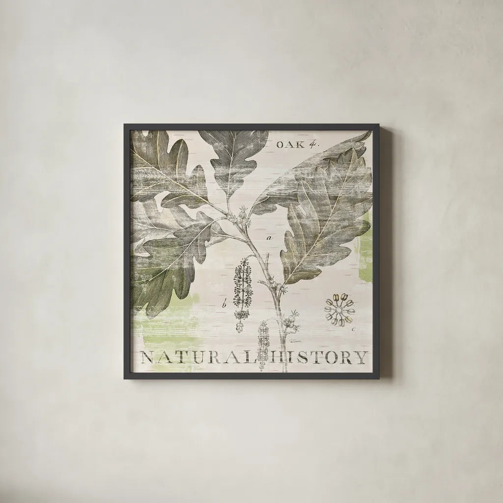 Natural History Oak IV by Sue Schlabach. Shown in a sleek black glass frame for a contemporary gallery look. Available as an archival giclee rolled canvas, fine art paper, or poster print. SKU 18706a.