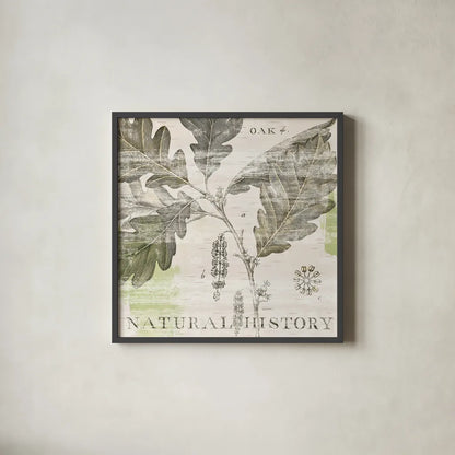 Natural History Oak IV by Sue Schlabach. Shown in a sleek black glass frame for a contemporary gallery look. Available as an archival giclee rolled canvas, fine art paper, or poster print. SKU 18706a.