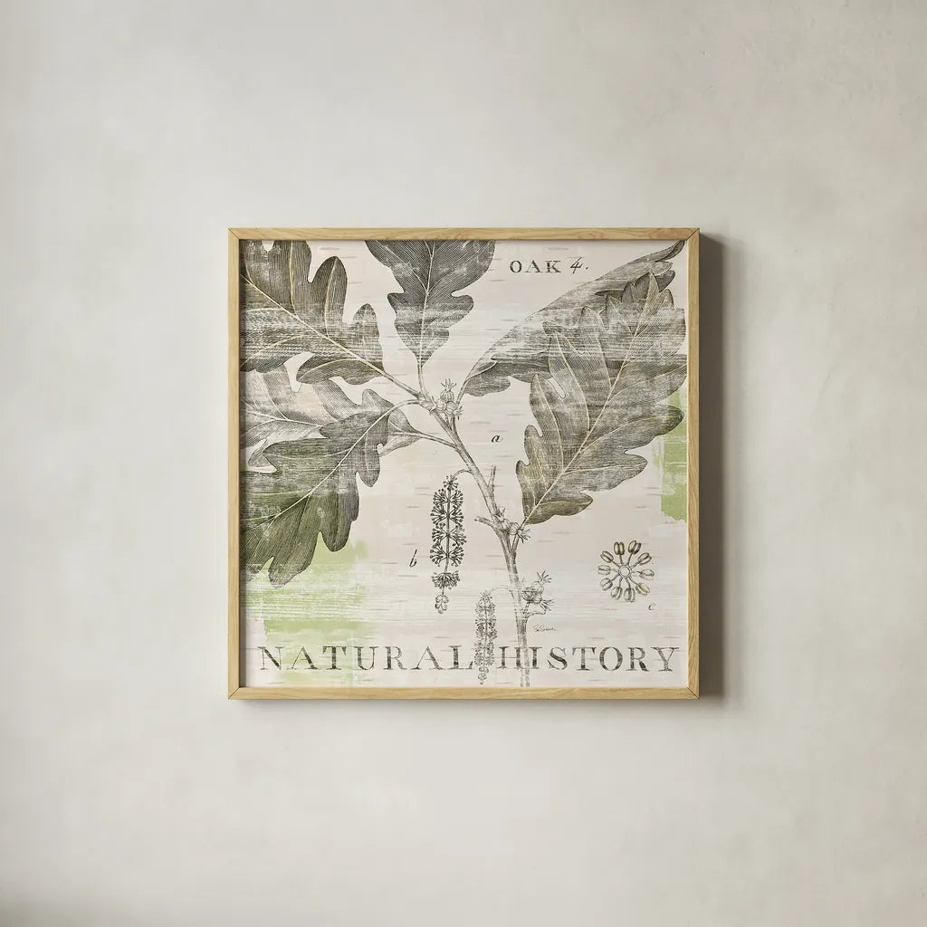 Natural History Oak IV by Sue Schlabach. Shown in a natural wood glass frame for a timeless modern aesthetic. Available as an archival giclee rolled canvas, fine art paper, or poster print. SKU 18706a.