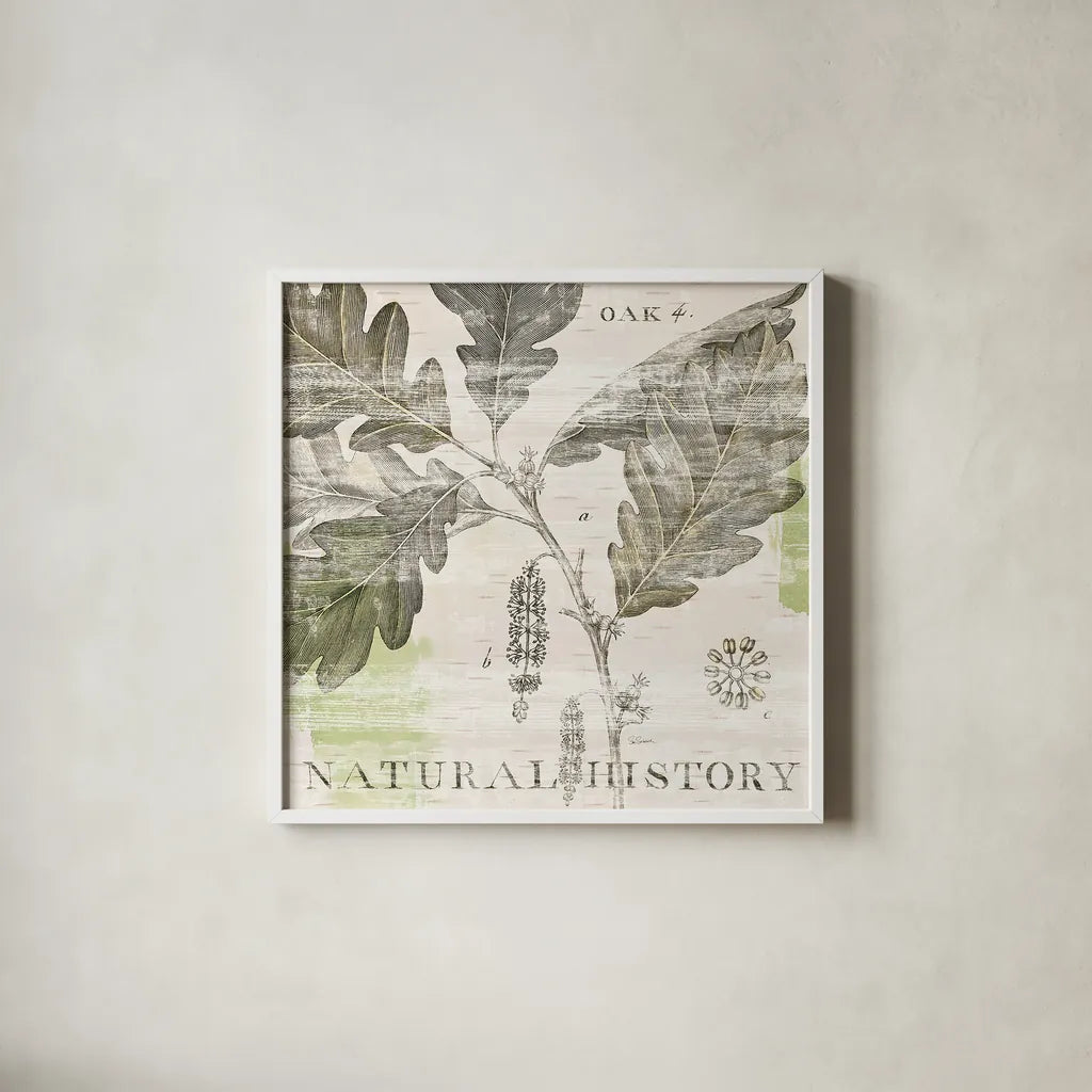 Natural History Oak IV by Sue Schlabach. Shown in a crisp white glass frame for a clean and minimalist style. Available as an archival giclee rolled canvas, fine art paper, or poster print. SKU 18706a.