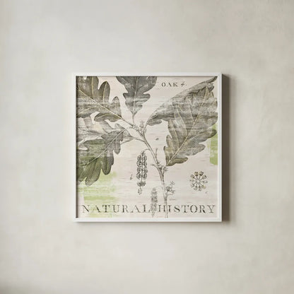 Natural History Oak IV by Sue Schlabach. Shown in a crisp white glass frame for a clean and minimalist style. Available as an archival giclee rolled canvas, fine art paper, or poster print. SKU 18706a.