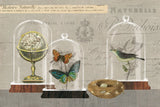 Nature Under Glass I by Sue Schlabach. SKU 44736i. Archival Giclee Fine art print for wall decor.