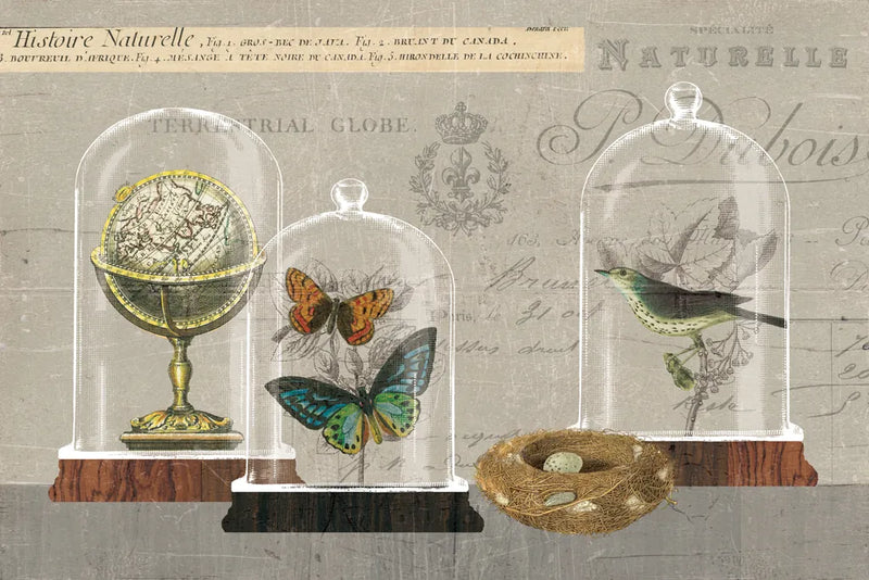 Nature Under Glass I by Sue Schlabach. SKU 44736i. Archival Giclee Fine art print for wall decor.
