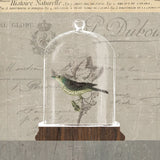 Nature Under Glass III by Sue Schlabach. SKU 44738a. Archival Giclee Fine art print for wall decor.