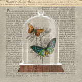 Nature Under Glass Newsprint II by Sue Schlabach. SKU 44734a. Archival Giclee Fine art print for wall decor.