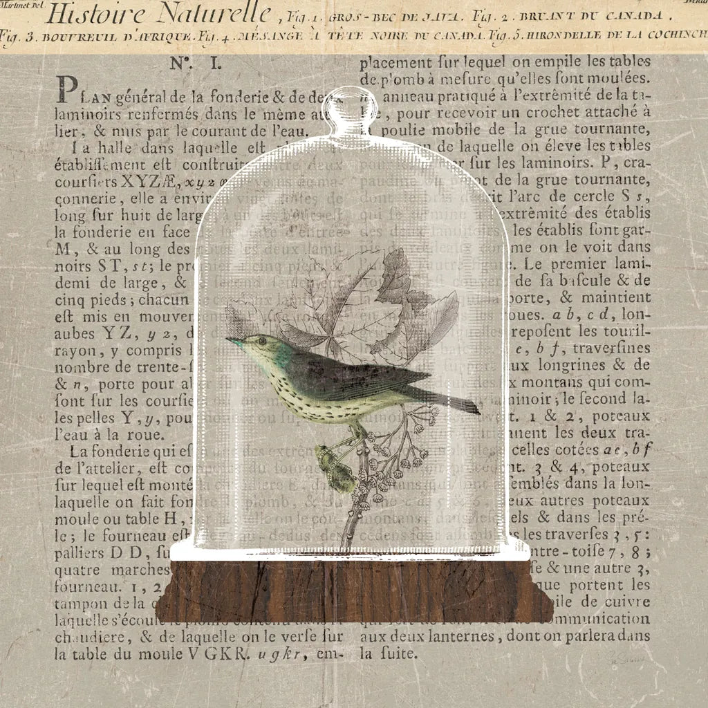 Nature Under Glass Newsprint III by Sue Schlabach. SKU 44735a. Archival Giclee Fine art print for wall decor.