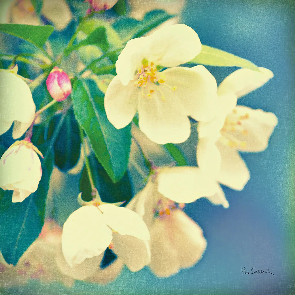 Natures Apple Blossom by Sue Schlabach. SKU 10347a. Archival Giclee Fine art print for wall decor.