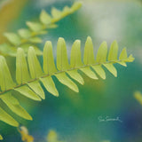 Natures Ferns I No Border by Sue Schlabach. SKU 10496a. Archival Giclee Fine art print for wall decor.