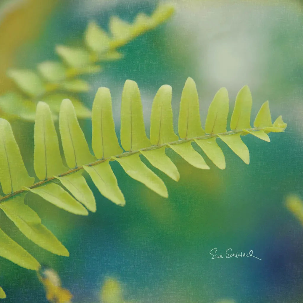 Natures Ferns I No Border by Sue Schlabach. SKU 10496a. Archival Giclee Fine art print for wall decor.