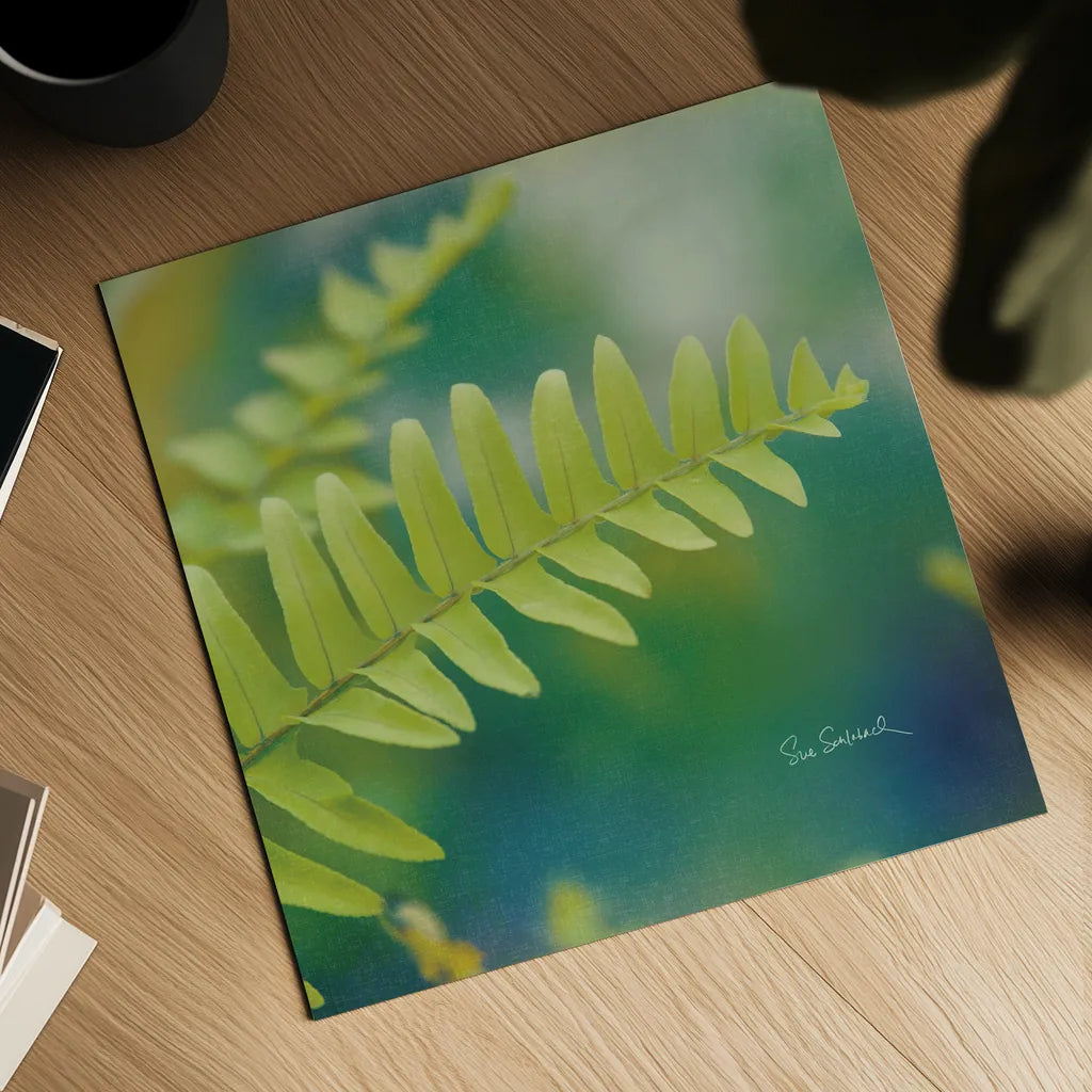 Natures Ferns I No Border by Sue Schlabach. Shown as a detailed flat fine art print, highlighting archival giclee quality. Available as an archival giclee rolled canvas, fine art paper, or poster print. SKU 10496a.
