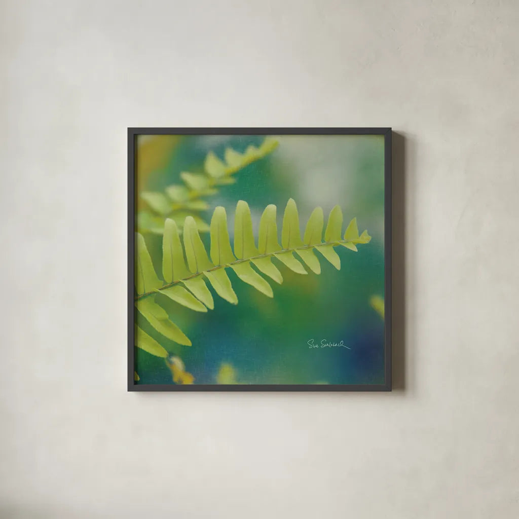 Natures Ferns I No Border by Sue Schlabach. Shown in a sleek black glass frame for a contemporary gallery look. Available as an archival giclee rolled canvas, fine art paper, or poster print. SKU 10496a.