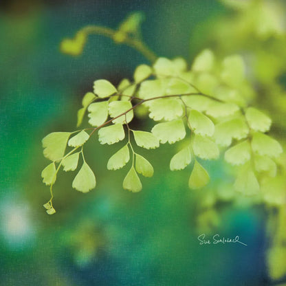 Natures Ferns II No Border by Sue Schlabach. SKU 10497a. Archival Giclee Fine art print for wall decor.