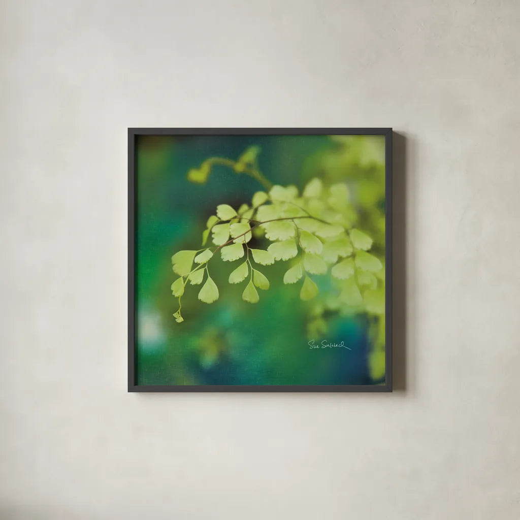 Natures Ferns II No Border by Sue Schlabach. Shown in a sleek black glass frame for a contemporary gallery look. Available as an archival giclee rolled canvas, fine art paper, or poster print. SKU 10497a.