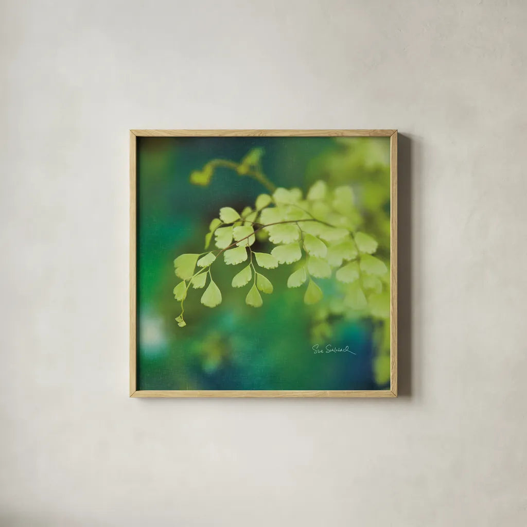 Natures Ferns II No Border by Sue Schlabach. Shown in a natural wood glass frame for a timeless modern aesthetic. Available as an archival giclee rolled canvas, fine art paper, or poster print. SKU 10497a.