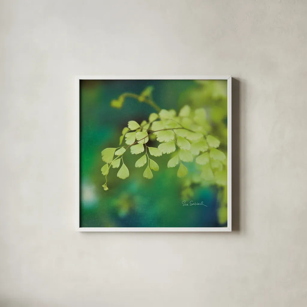 Natures Ferns II No Border by Sue Schlabach. Shown in a crisp white glass frame for a clean and minimalist style. Available as an archival giclee rolled canvas, fine art paper, or poster print. SKU 10497a.