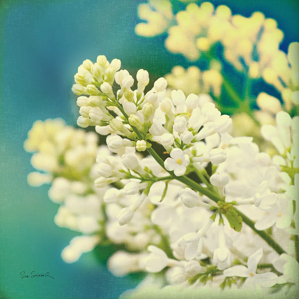 Natures Lilac Blossom by Sue Schlabach. SKU 10348a. Archival Giclee Fine art print for wall decor.