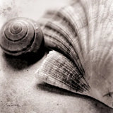 Ocean Treasures Square by Sue Schlabach. SKU 5847a. Archival Giclee Fine art print for wall decor.