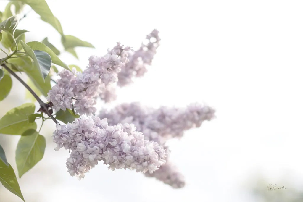 Pale Lilacs I by Sue Schlabach. SKU 72129i. Archival Giclee Fine art print for wall decor.