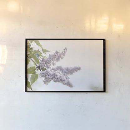 Pale Lilacs I by Sue Schlabach. shown as a paper print in a black flame. Available as a archival giclee rolled canvas, fine art paper, or poster print. SKU 72129i.