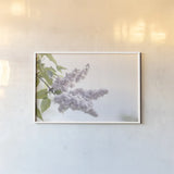 Pale Lilacs I by Sue Schlabach. shown as a paper print in a white frame. Available as a archival giclee rolled canvas, fine art paper, or poster print. SKU 72129i.